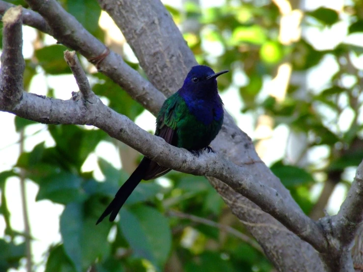 a blue and green bird perched on a tree nch