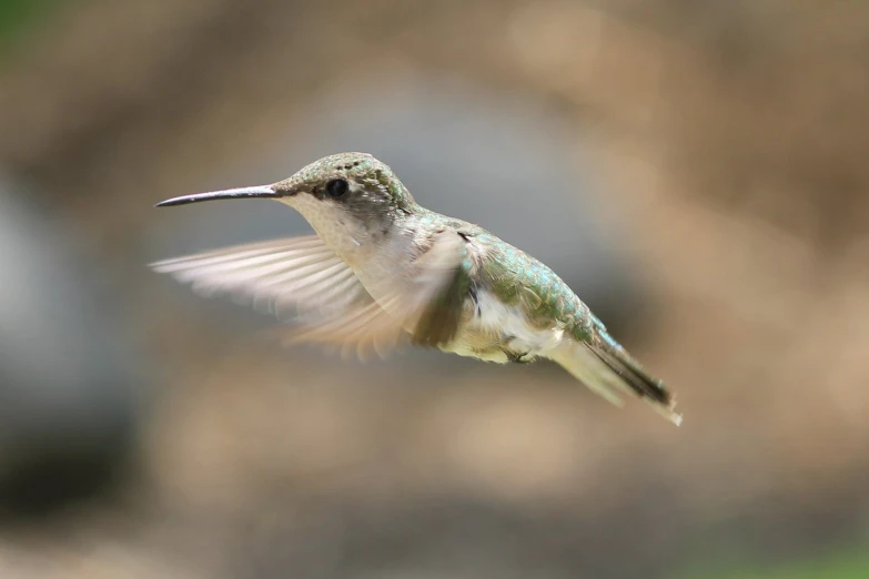 a hummingbird is flying past a nch