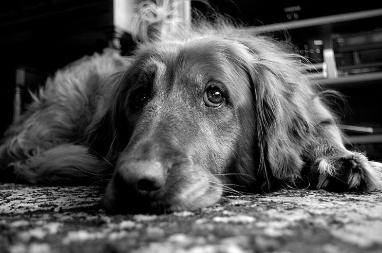 the large dog is resting on the floor