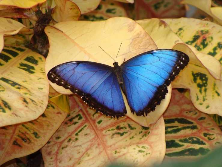 a blue erfly sitting on top of a yellow leaf