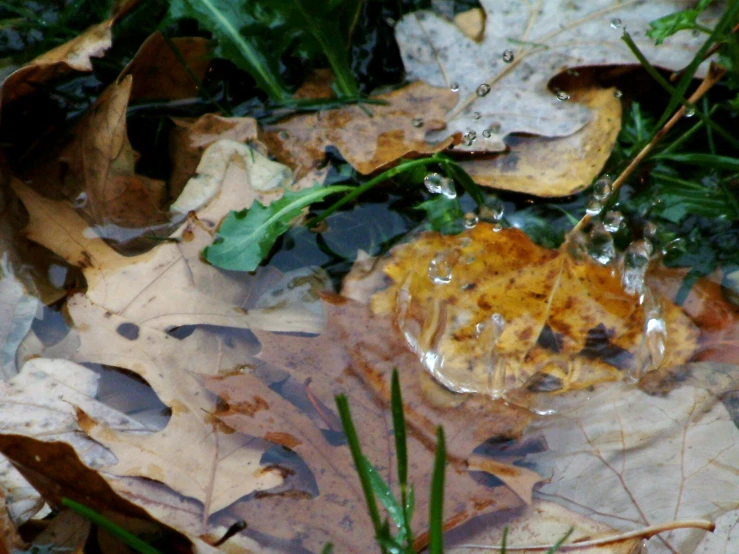 drops of water on the surface of a leaf strewn in the rain