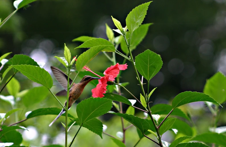 a hummingbird perches on a nch near red flowers