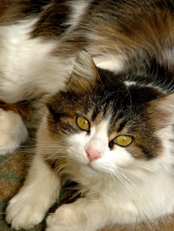 a very pretty cat laying down next to a brown blanket