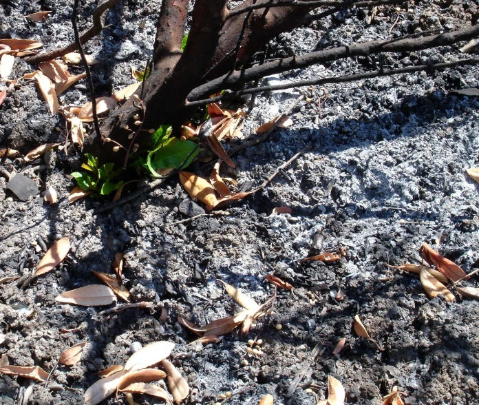 the end of a tree, with no leaves and one sprout coming out of it