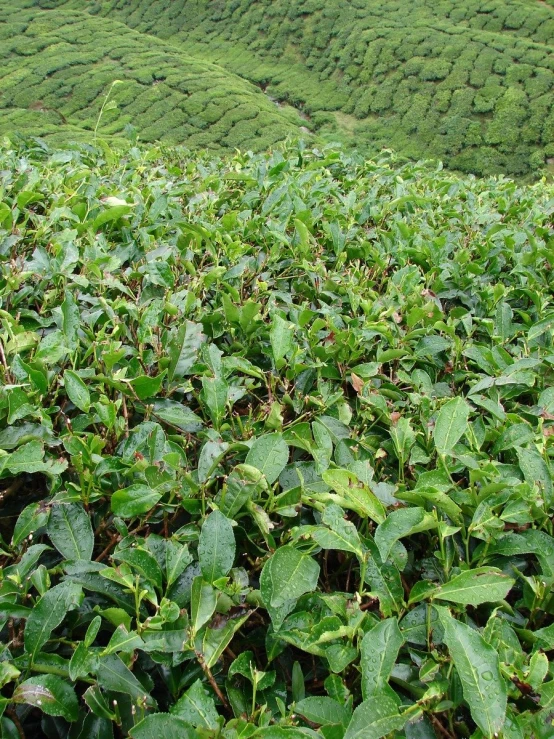 the lush green leaves of the field are growing on the side of a hill