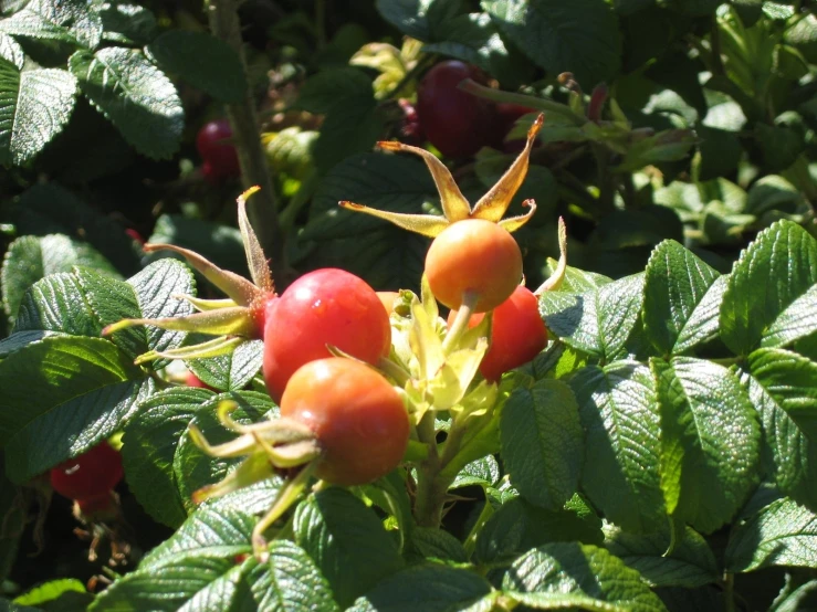 some red berries in the midst of green leaves