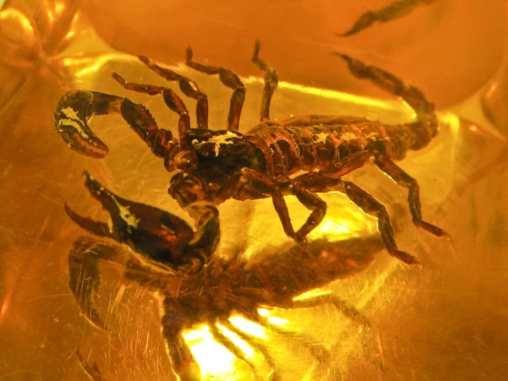 this is a close up picture of two scorpions