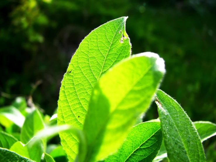 the green leaves are in closeup on a sunny day