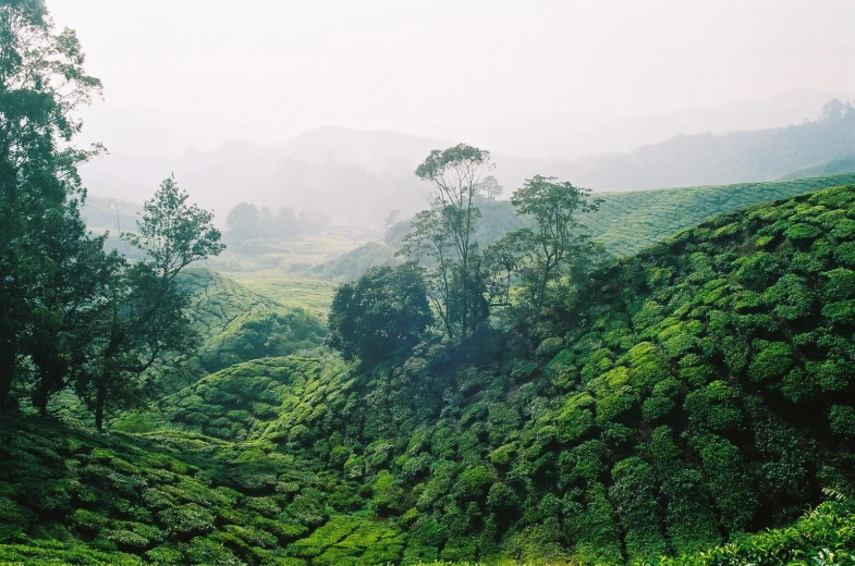 a green valley with bushes and trees