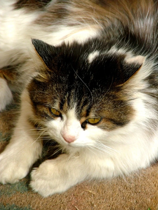 a cat with a gy coat sits on a rug