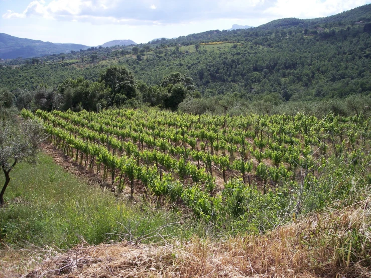 a lush green field with a large row of crops