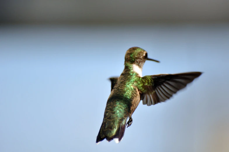 a green bird is flying in the air