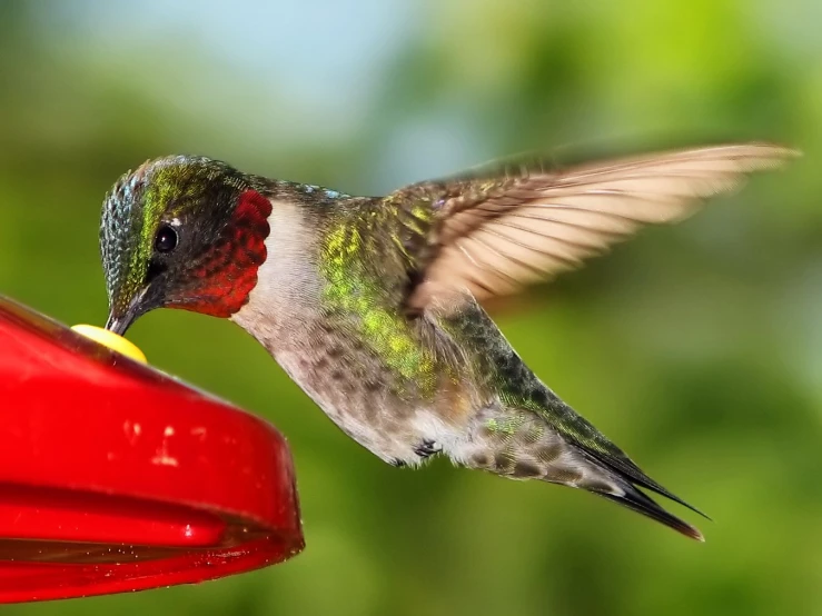 a hummingbird flies close to a red feeder