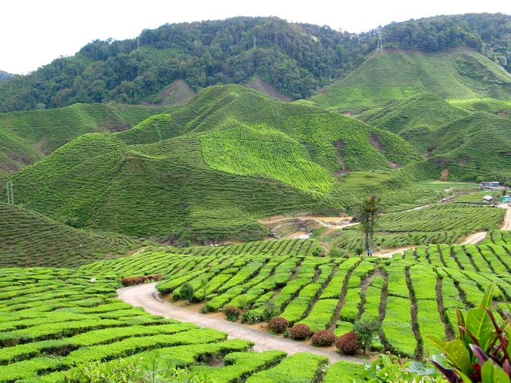 a tea plantation near the mountains has green vegetation