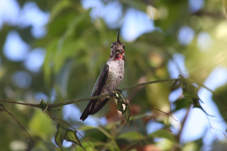 small bird with bright blue eyes perches on nch