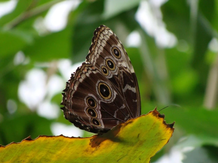 brown erfly on green leaf next to white wall