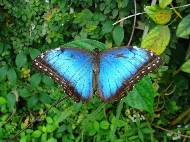 a large blue erfly is standing on a plant