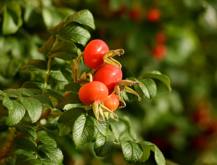 fruit growing on tree with leaves on sunny day