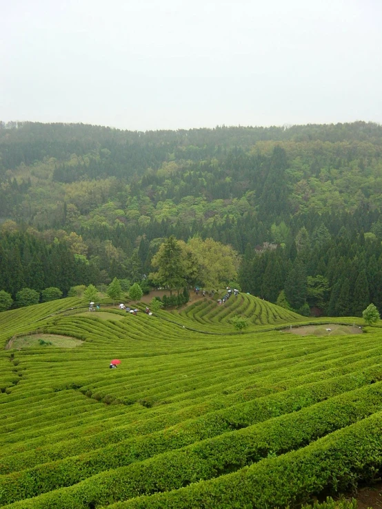 rows of green plants that are growing in a large field