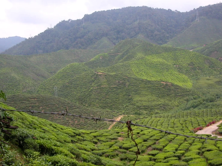 a green hillside covered in lots of trees and plants