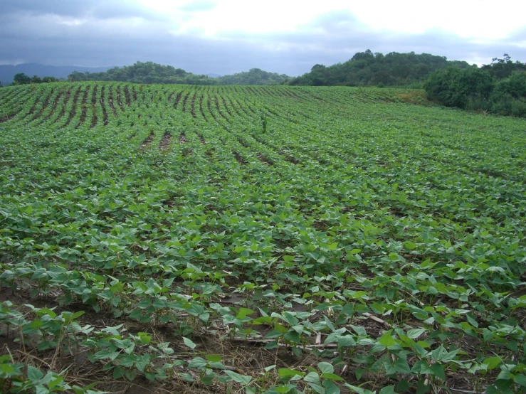 a lush green field with leaves on it