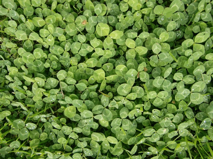 several leafed plants with green leaves growing on them