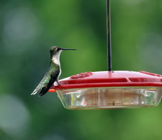 a hummingbird sitting at a feeder looking in to its food