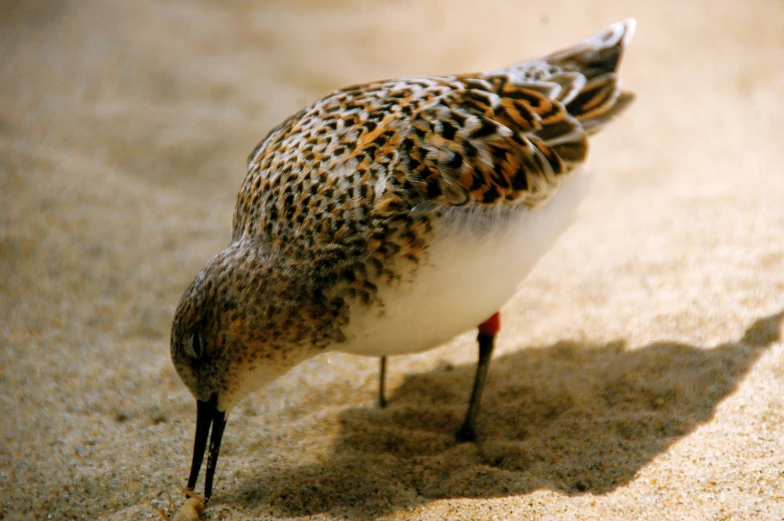 the bird is standing still on the sand