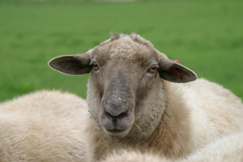 a sheep is looking into the camera with a concerned look on its face