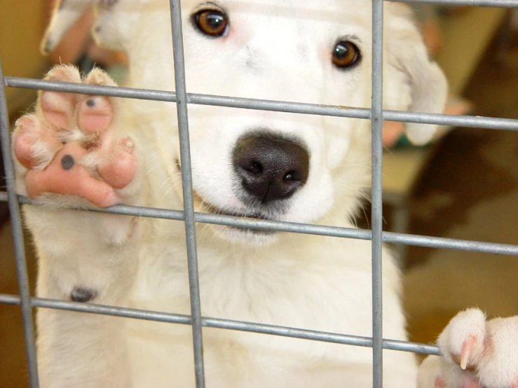 a dog with paws reaching out through bars of a cage