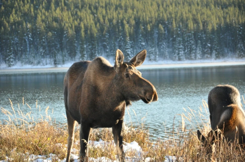 a large moose standing next to another moose on a field