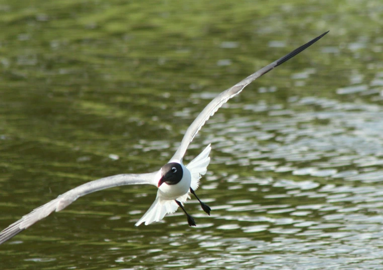 a bird flying over the water with a wing in it's body