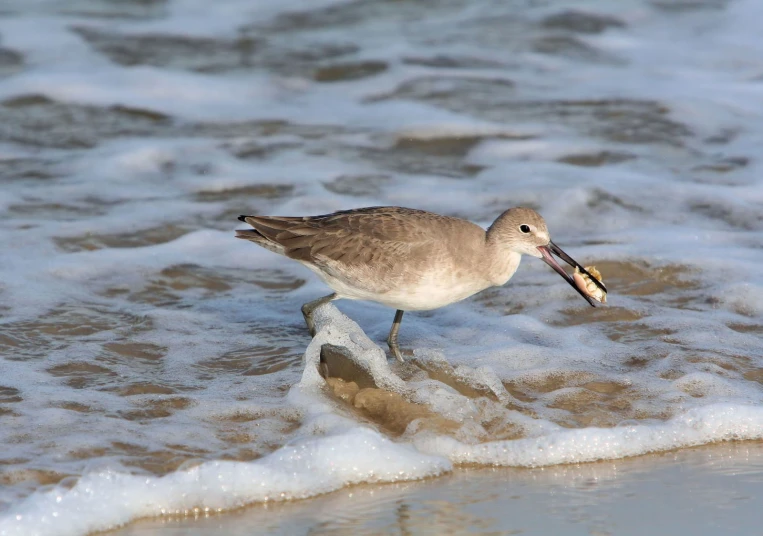 the bird is on the shore near the water