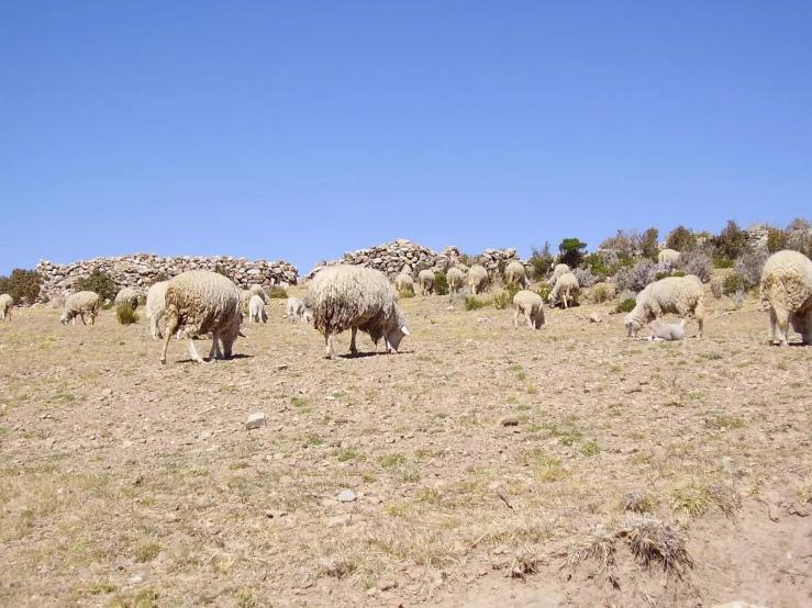 a heard of sheep are grazing in the open field