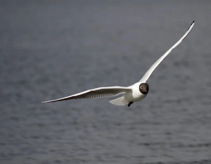 an elegant seagull flying over the water on a cloudy day