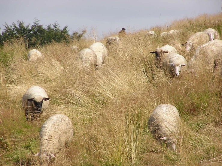 a bunch of sheep are in a field together