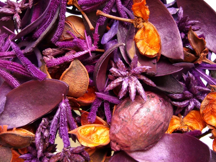 this is an assortment of dried and pressed plants