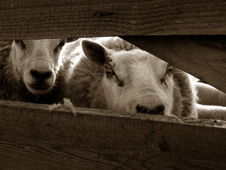 a sheep looking through the opening in the fence