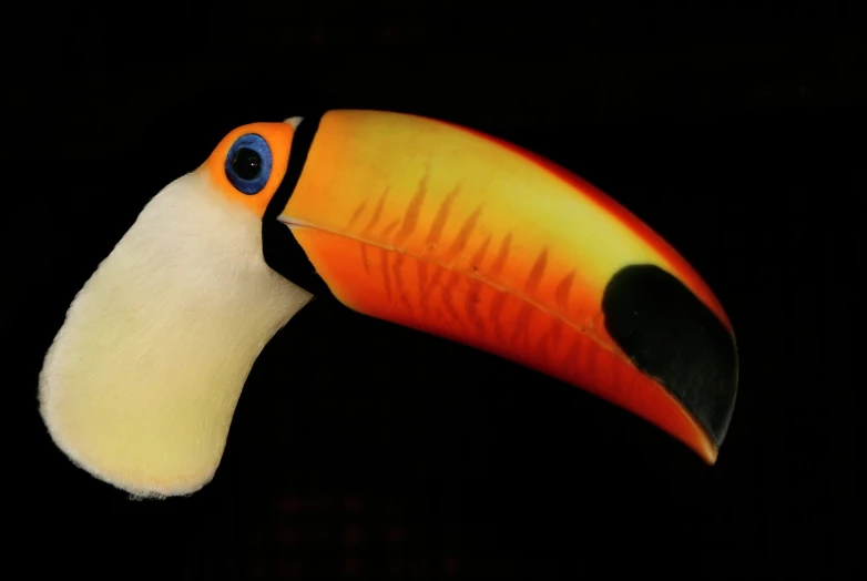 a brightly colored toucan bird standing in the dark