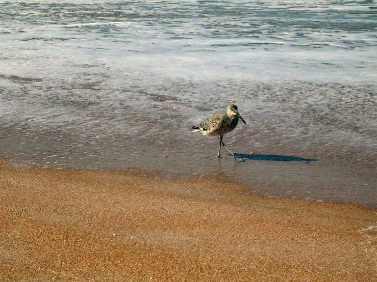 the seagull is standing on a beach looking in the water