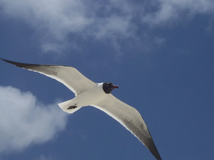 a black and white bird flying in the air