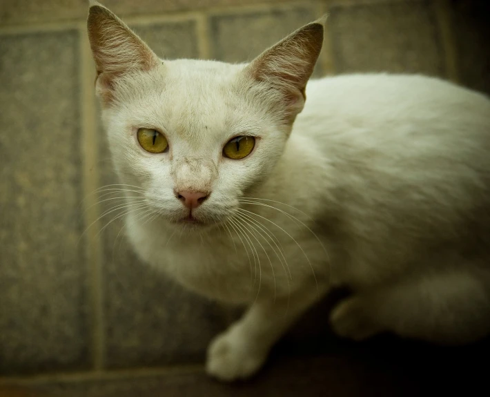 a cat sitting in a corner with a brick wall behind it