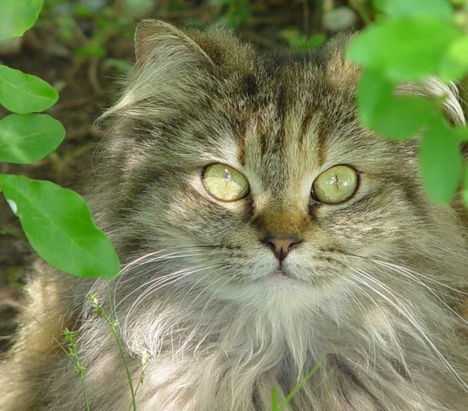 a long haired cat sitting outside, hiding behind some green plants