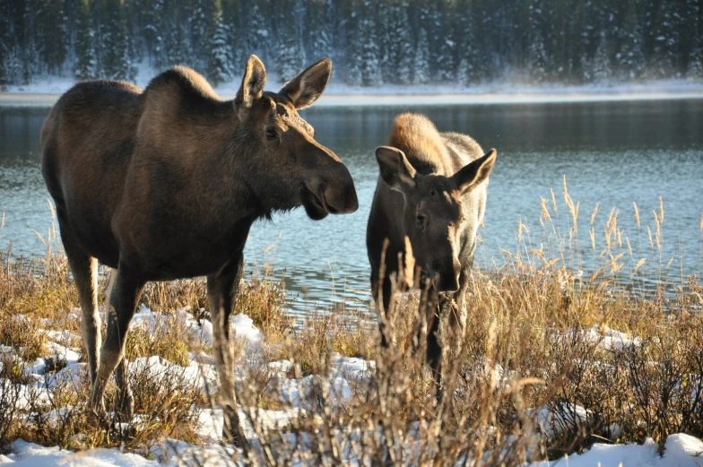 two moose are touching noses near some water