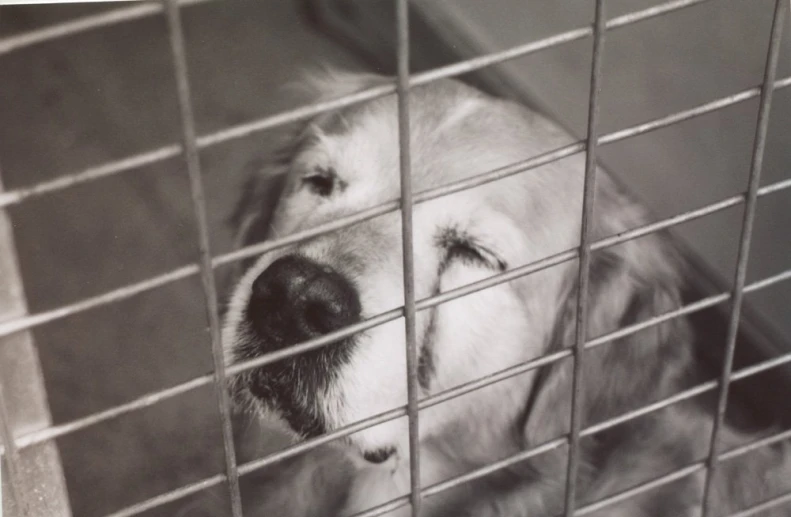 a dog sits in an animal cage and looks out