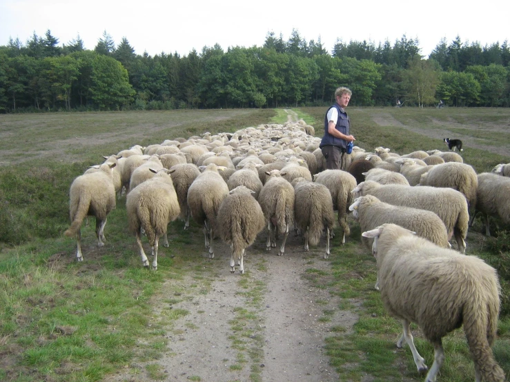 a herd of sheep standing next to a forest