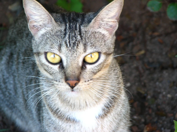 a tabby cat looking up into the camera