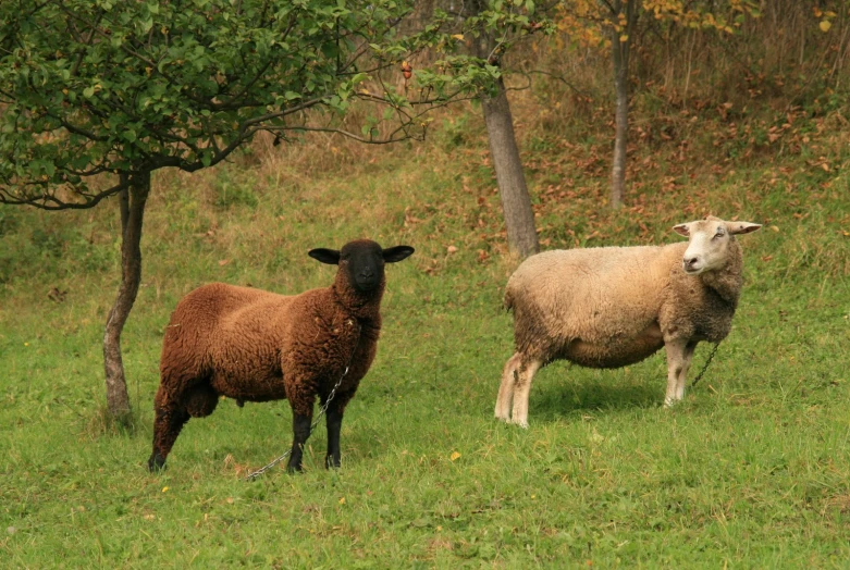 a couple of sheep standing in a grassy field