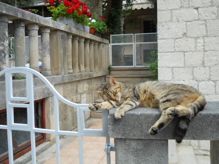 a cat that is laying down on a metal rail