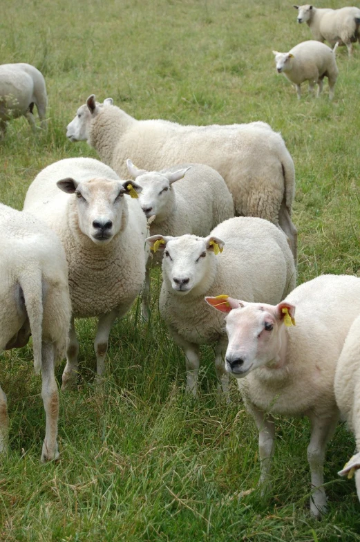 a herd of sheep standing on top of a lush green field